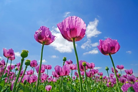 Opium poppy