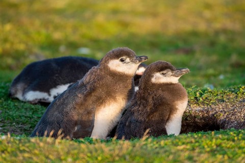 Young Magellanic penguins