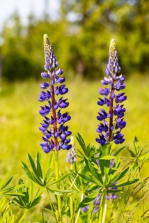 Lupines