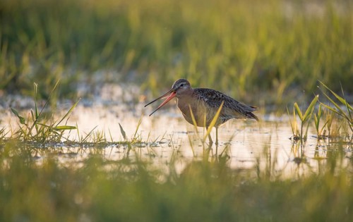 Black-tailed godwit