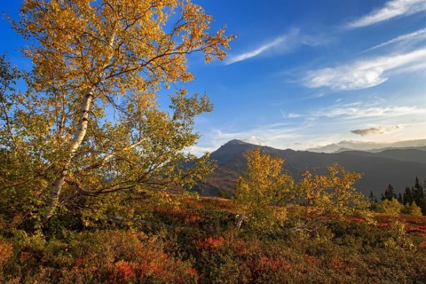 Autumnal mountain landscape with Downy birches