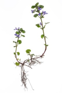 Ground ivy