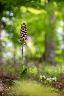 Northern marsh-orchid