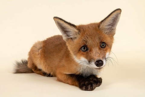 Red fox