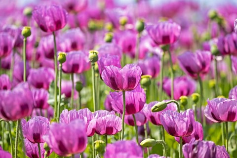 Opium poppy