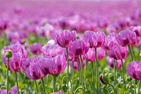 Opium poppy
