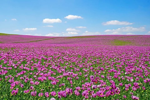 Opium poppy