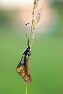 Owly Sulphur