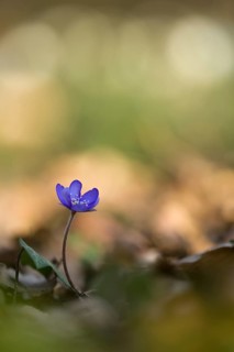 Liverwort