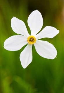 Poet's Daffodil
