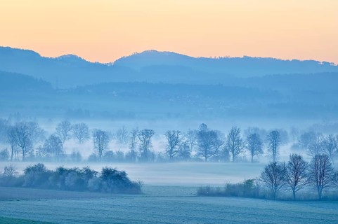 Meadows and trees in early fog