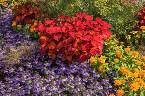 Flowerbeds planted with stinging nettle
