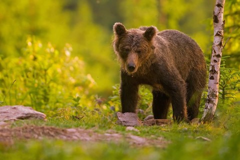 Brown bear