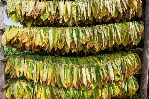 Cultivated tobacco