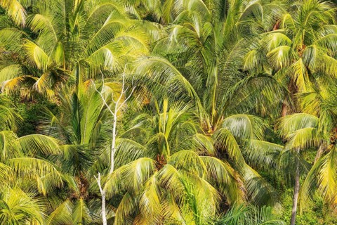 Coconut palm
