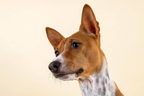 Basenji or Congo Terrier
