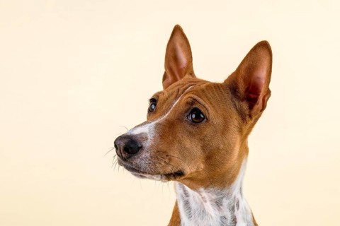 Basenji or Congo Terrier