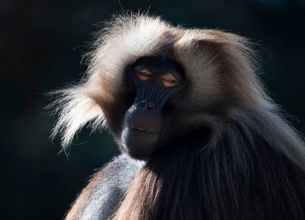 Gelada baboon