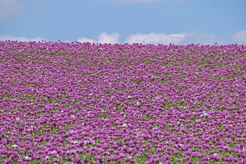 Opium poppy