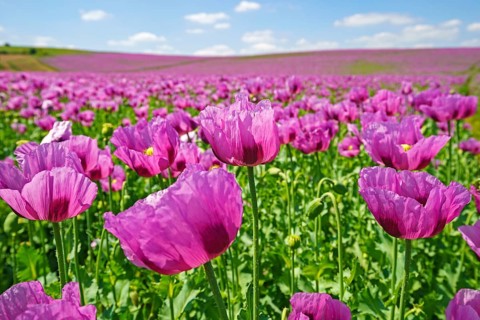 Opium poppy