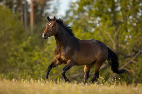 Brown Holstein mare in canter on the pasture