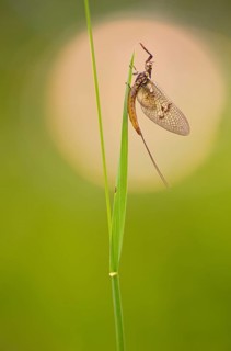 Mayfly