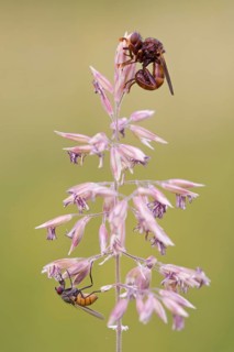 Thick-headed fly