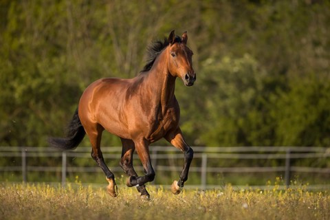 Brown Warmblood gelding at a gallop in the meadow
