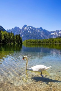 Mute swan
