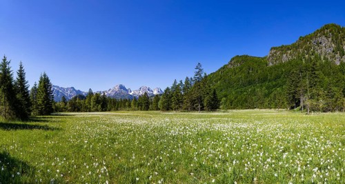 Meadow with white daffodils