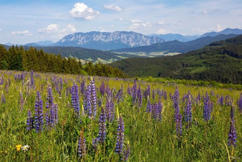 Lupines