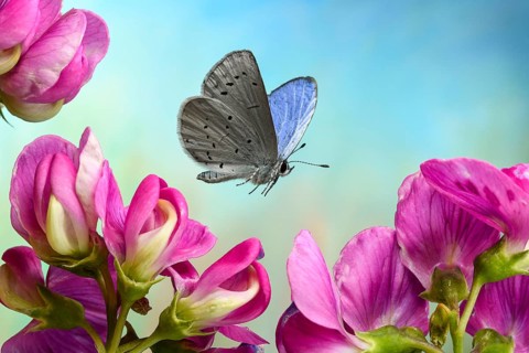Holly Blue