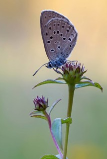 Mountain Alcon blue