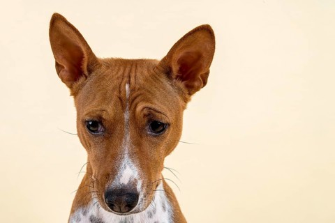 Basenji or Congo Terrier