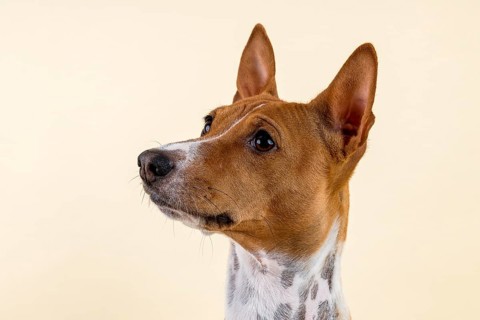 Basenji or Congo Terrier