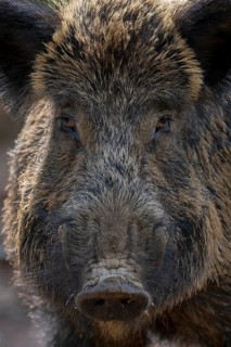 Wild boar