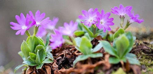 Stinking primrose