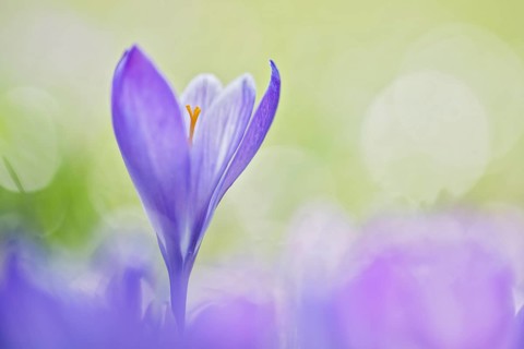 Woodland crocus