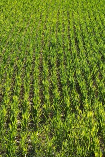 Grain field