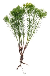 Cypress Spurge