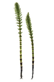 Field horsetail