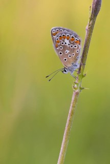 Idas blue