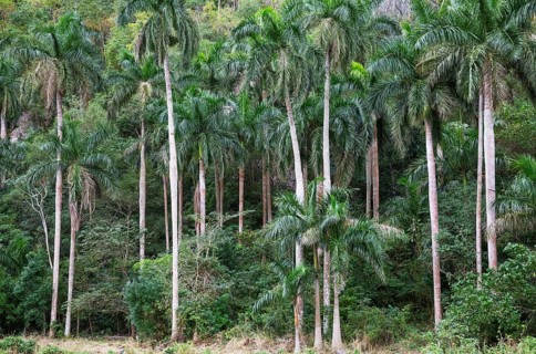 Royal palms