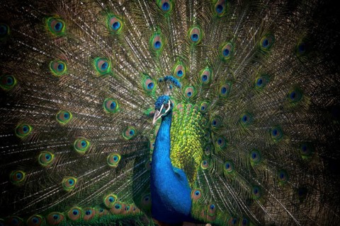 Indian peafowl