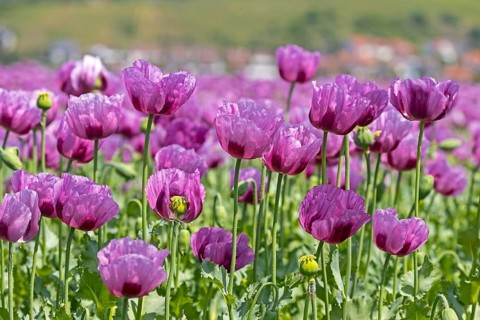Opium poppy