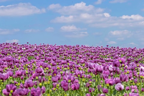 Opium poppy