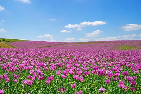 Opium poppy