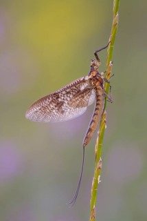 Mayfly