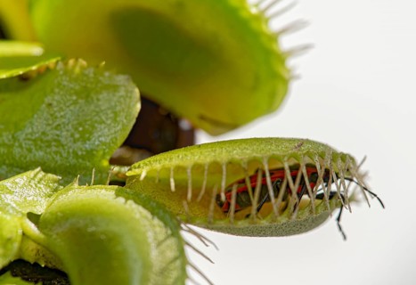 Pyrrhocoridae