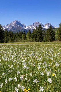 Meadow with white daffodils